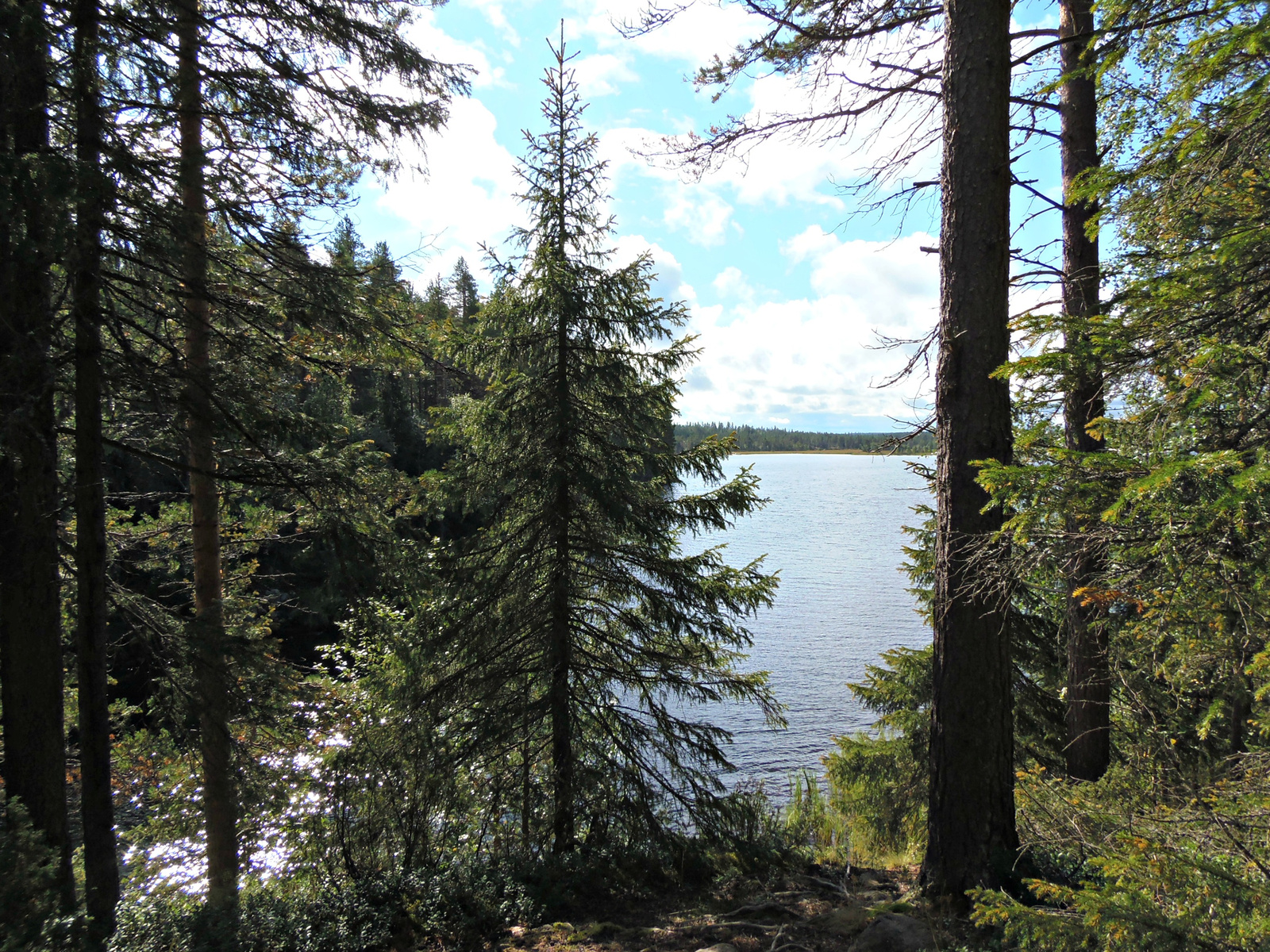 Oulanka Nemzeti Park, Medveösvény