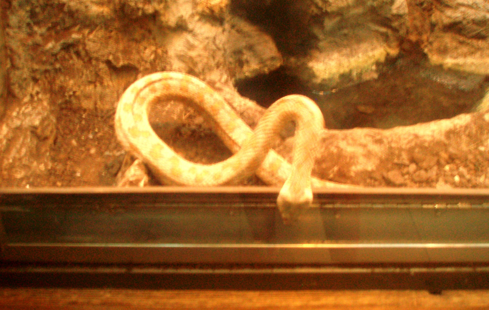 Sárga kígyó