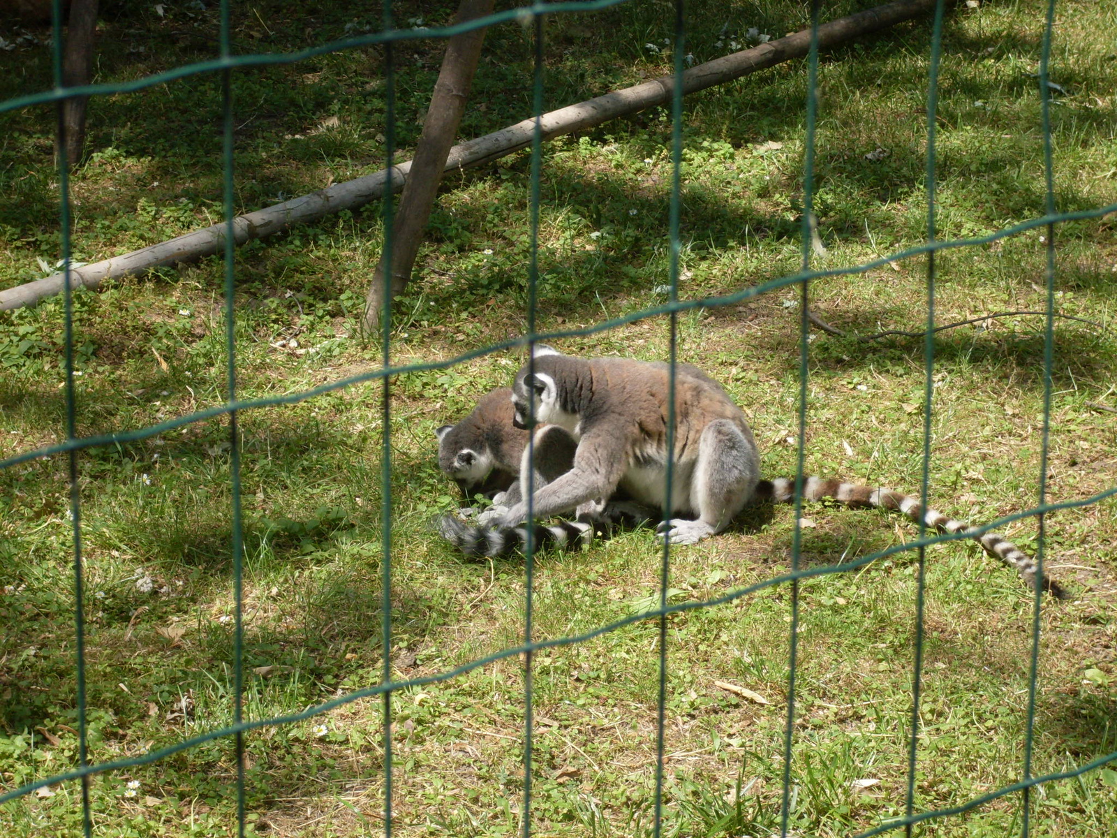 Állatkert Győr 2012 május 006