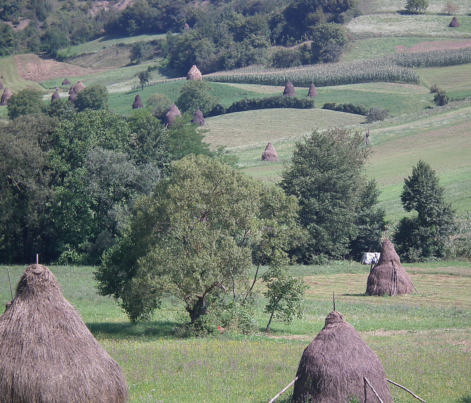 Békésen