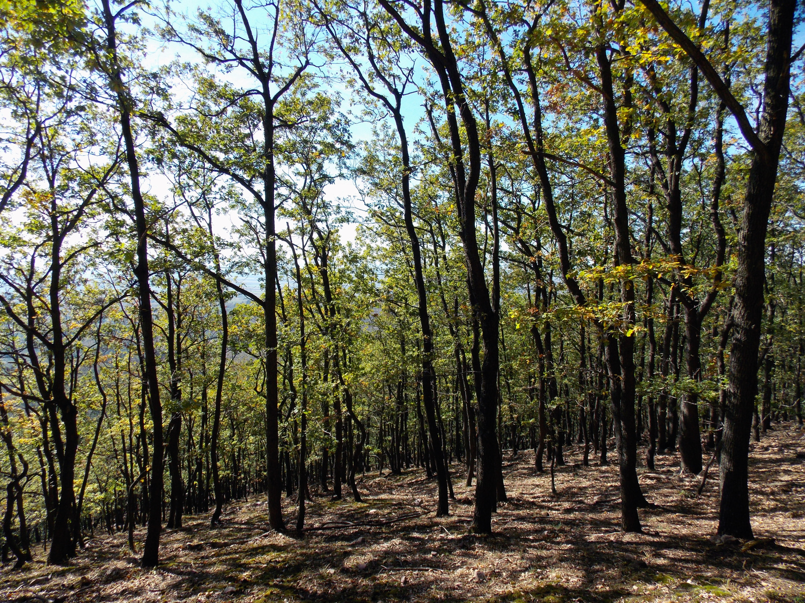Erdő Jakabhegyen