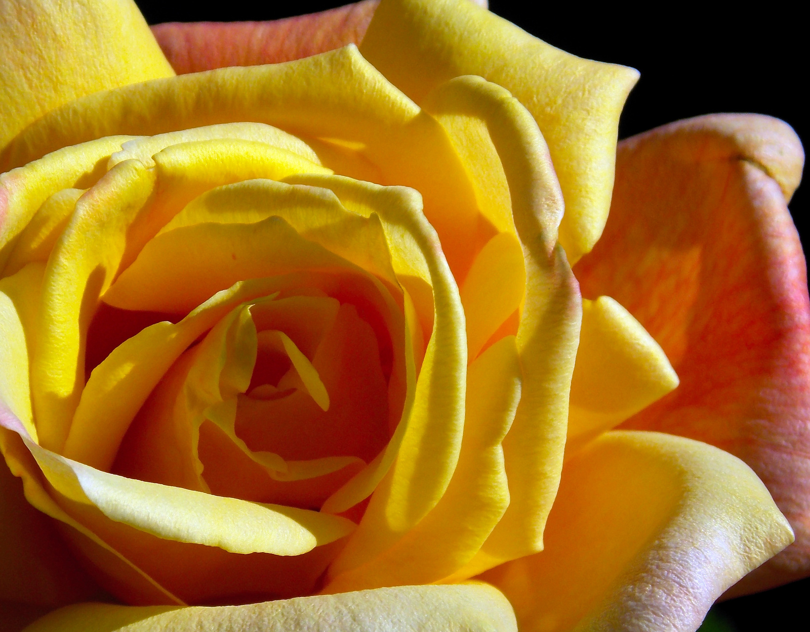 A sárga rózsa