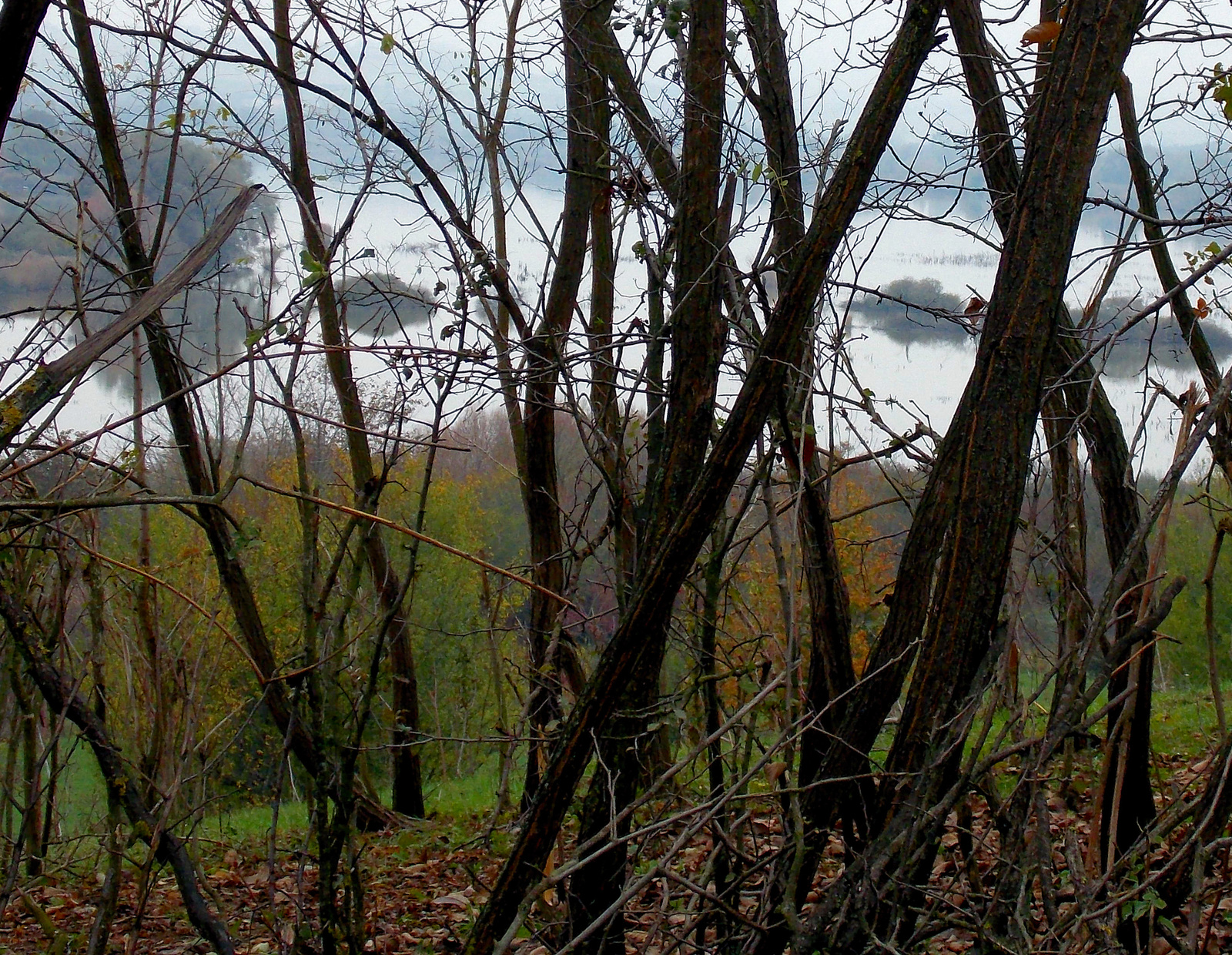 Ködös tó a fákon túl