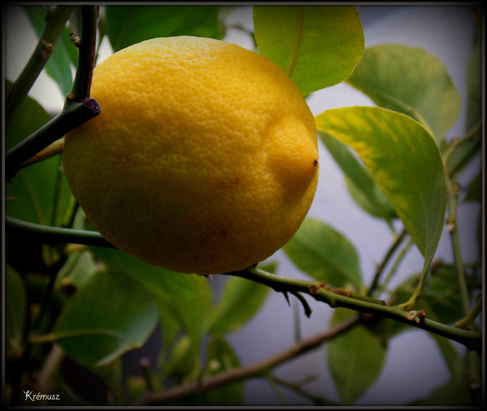 Megérett a citrom