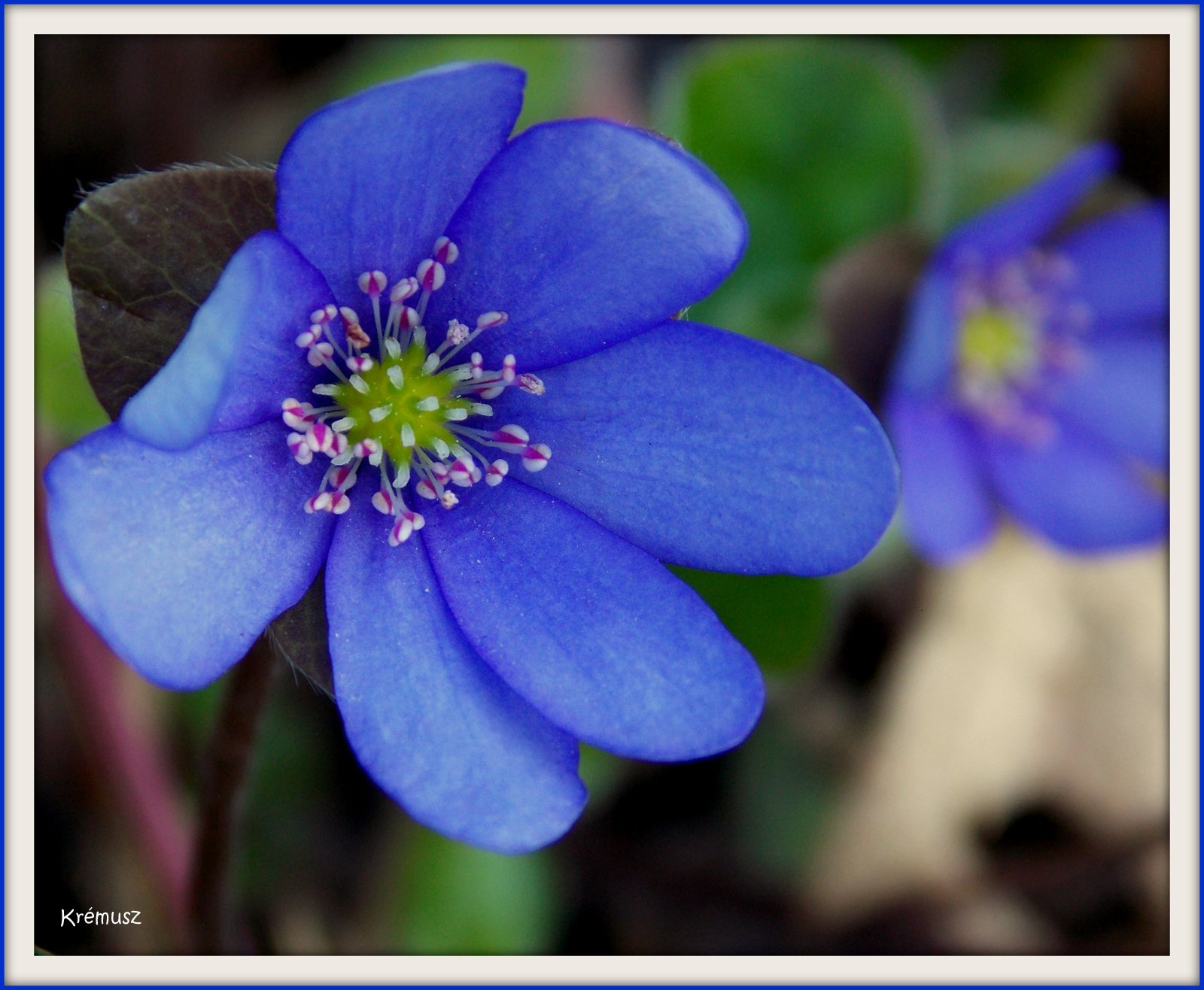 Kis kék virág