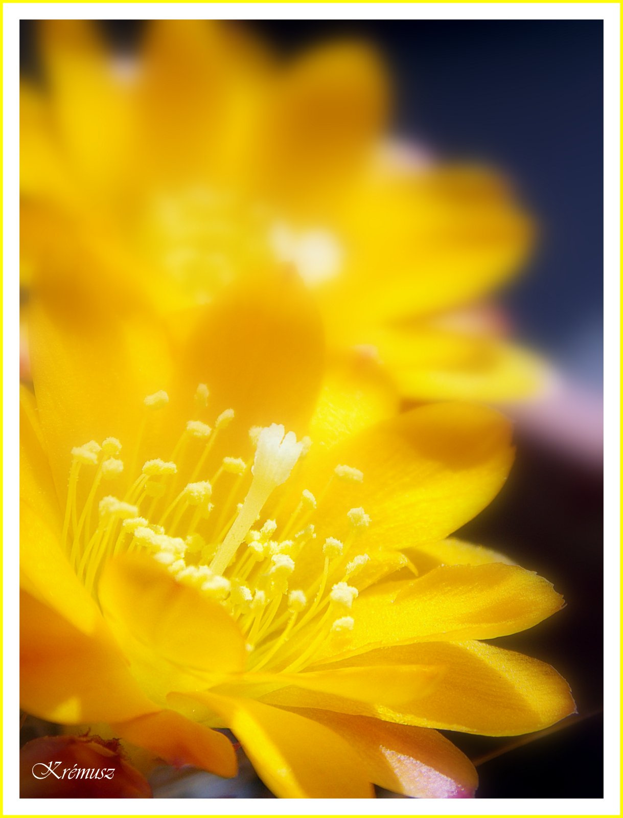 Sárga kaktusz