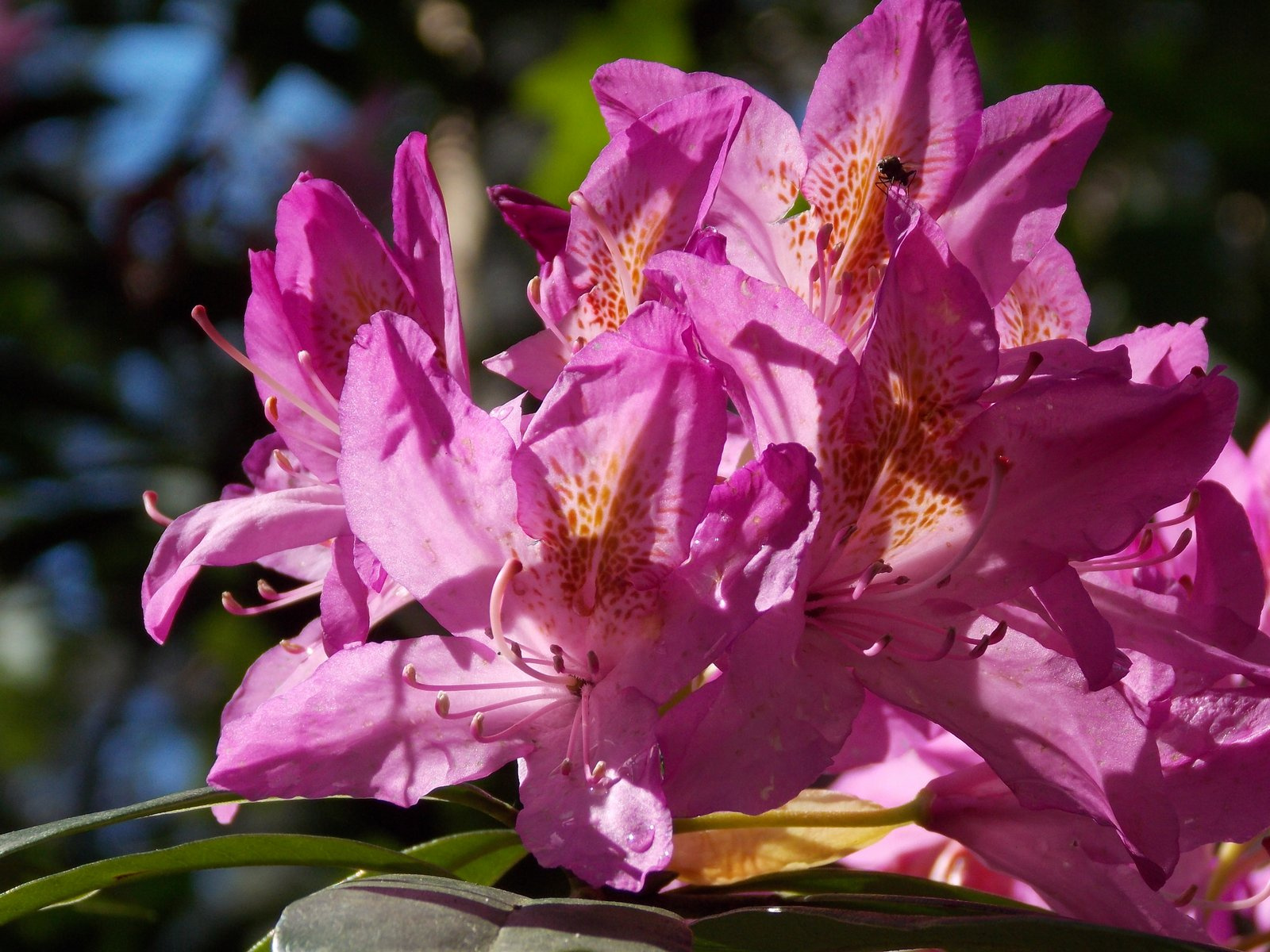 Jeli arborétum rododendron virágzáskor