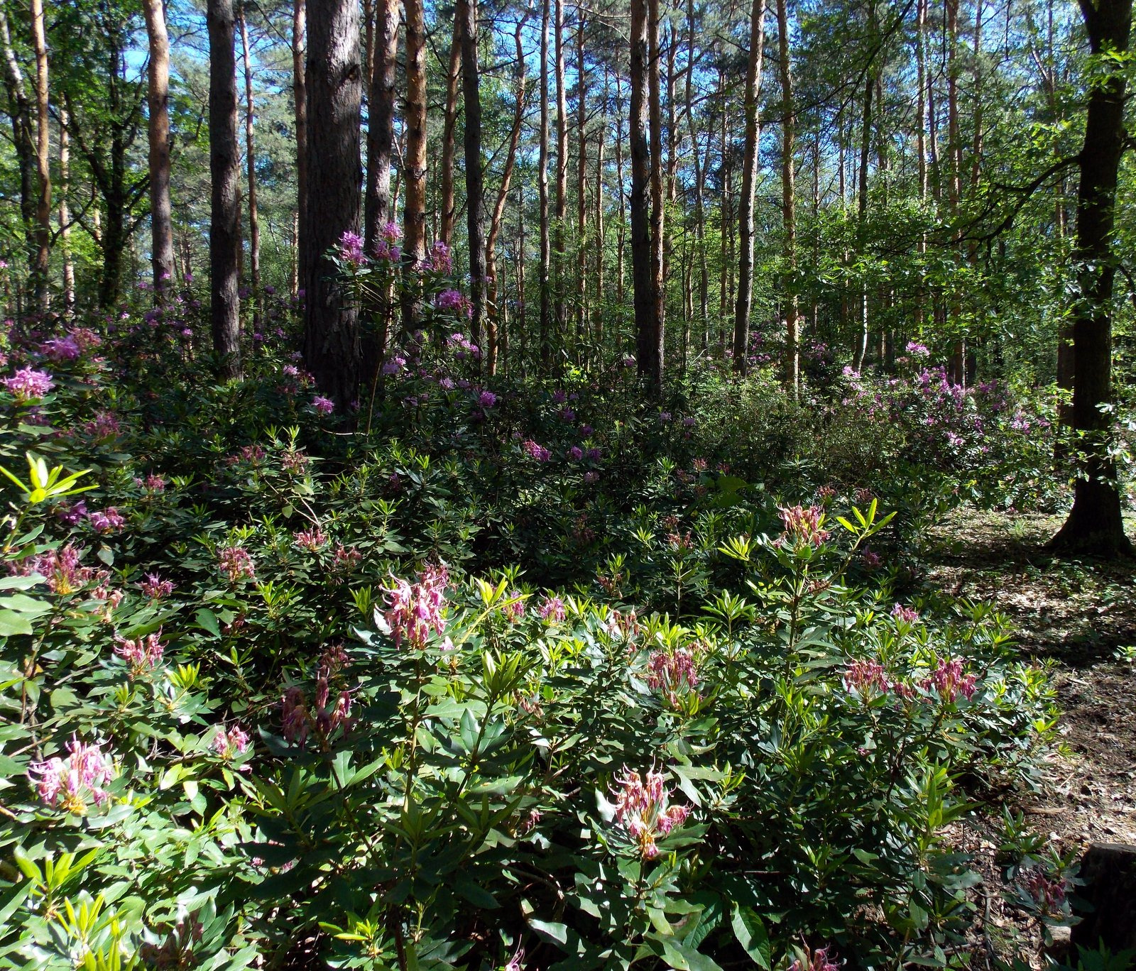 Jeli arborétum rododendron virágzáskor