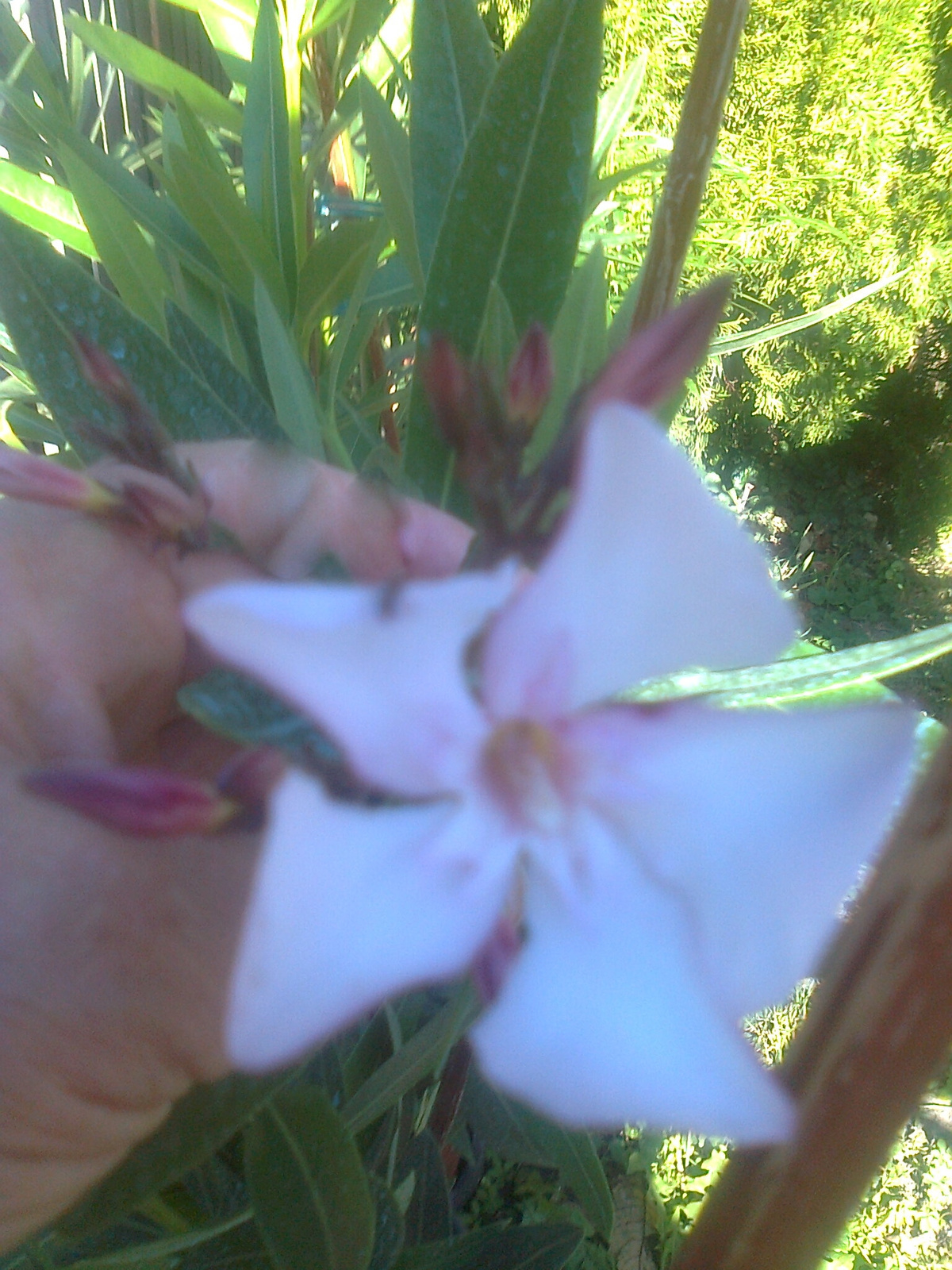 Nerium oleander 'Barcelona'