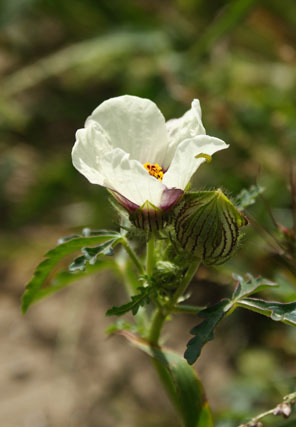 hibiscus-trionium,varjúmák