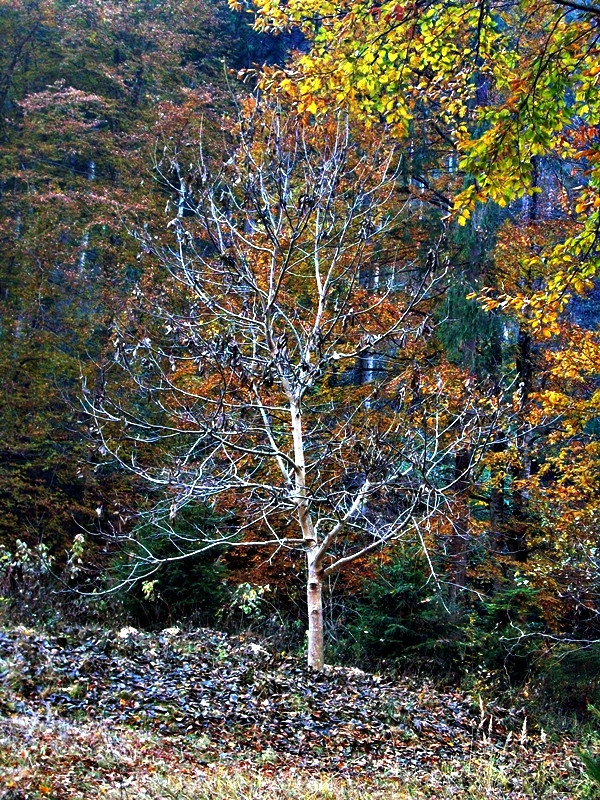 Levelek nélkül. Jód völgye-Erdély.