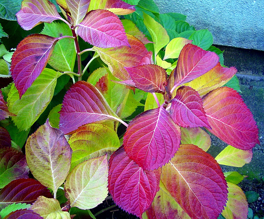 hortensia levele...