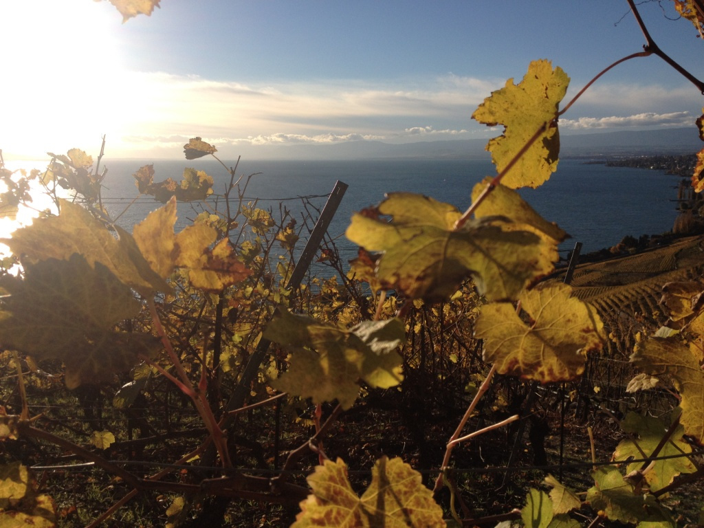 18 Lavaux