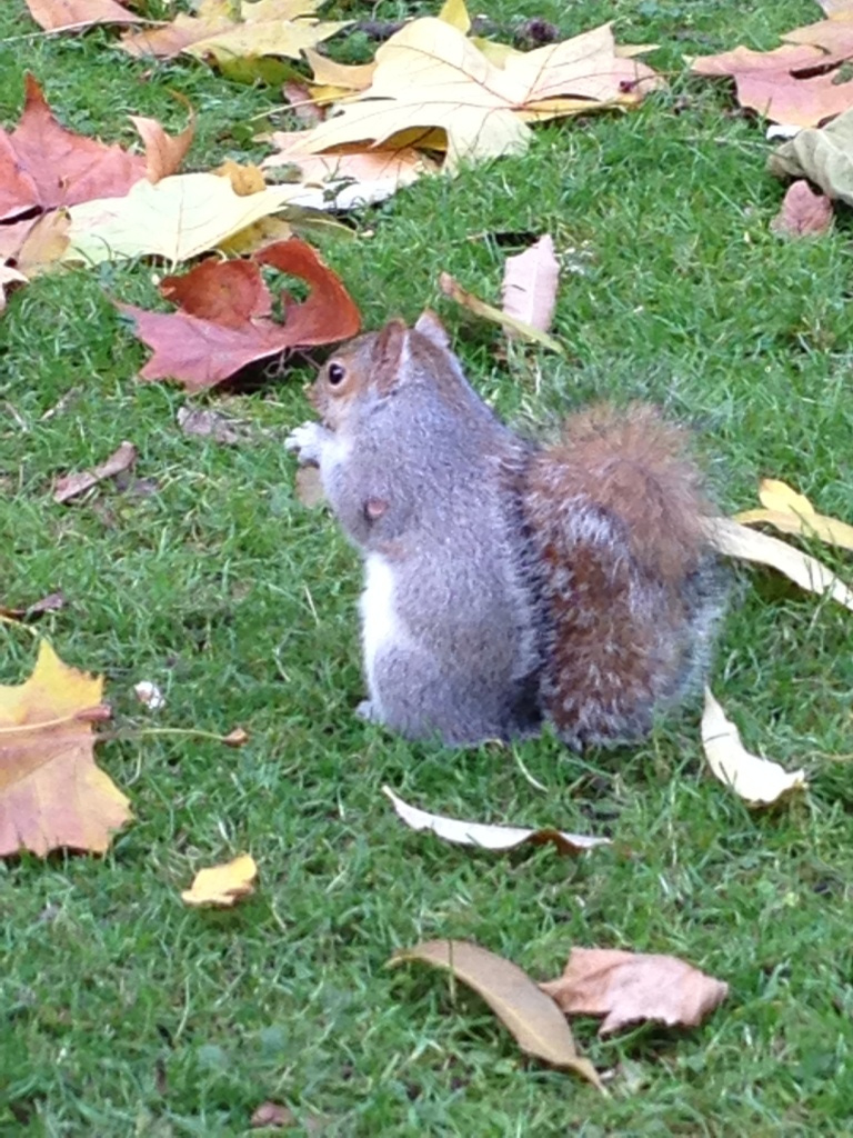 014 St. James's Park