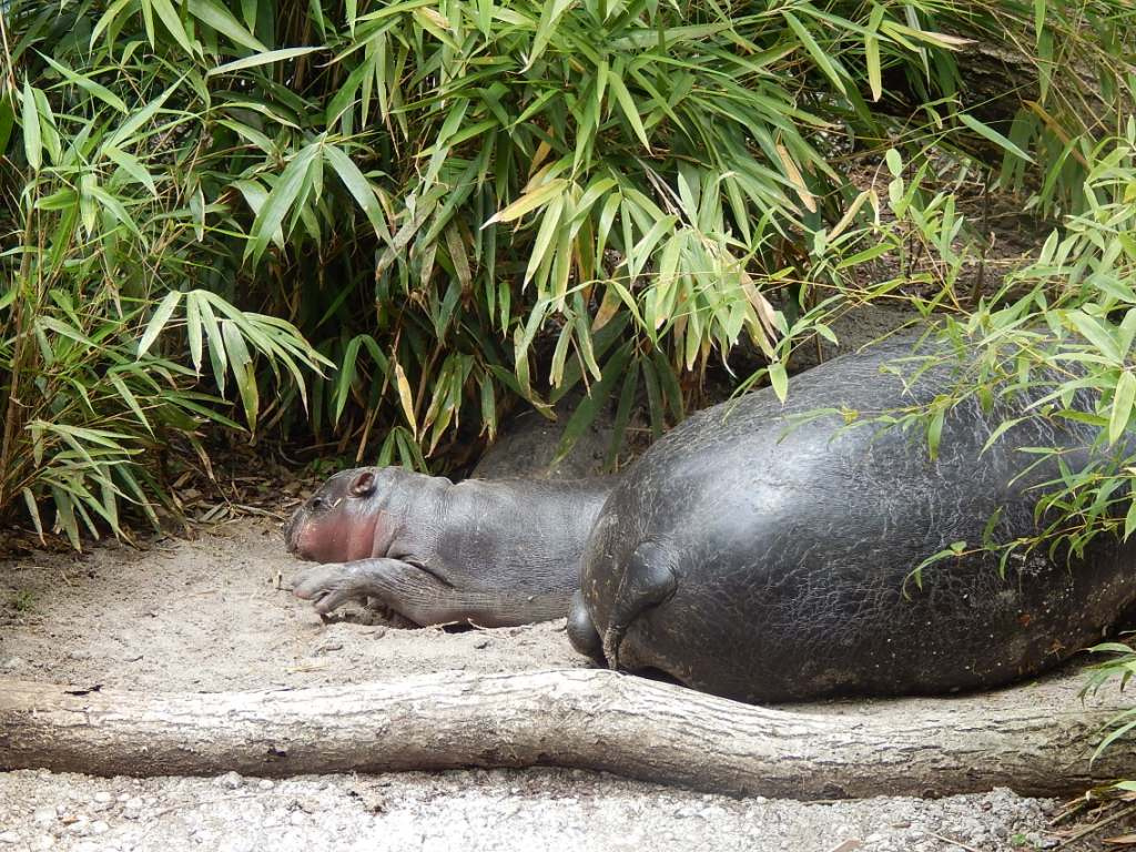 012 Basel Zoo