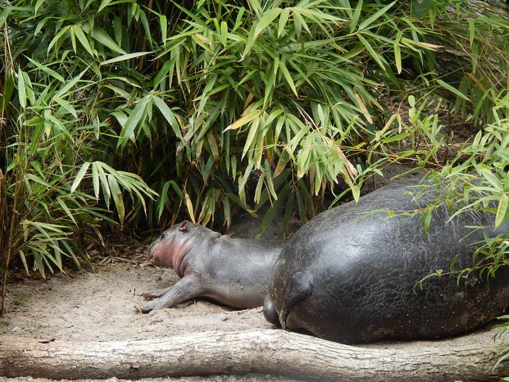 013 Basel Zoo