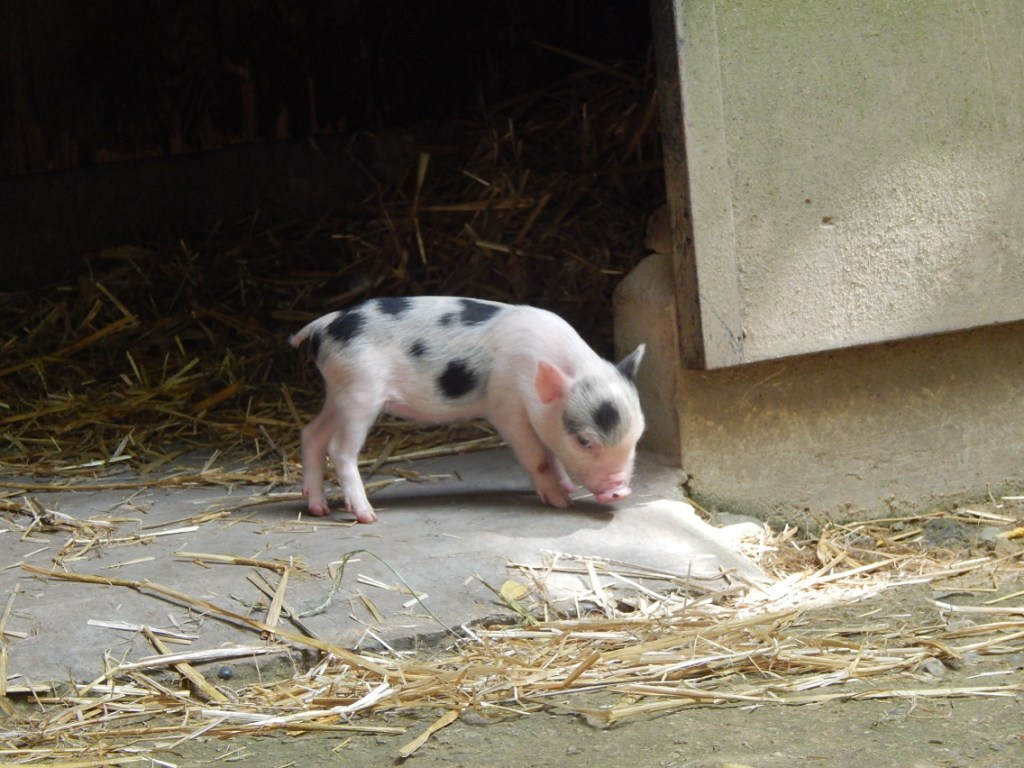 046 Basel Zoo