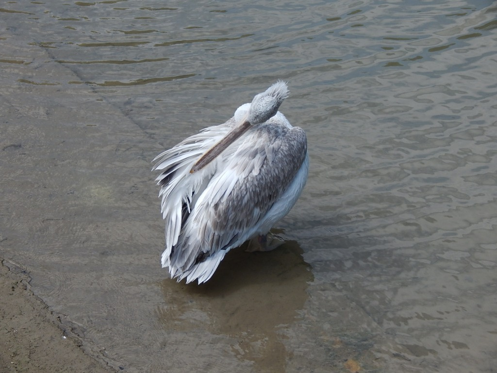 115 Bern Tierpark