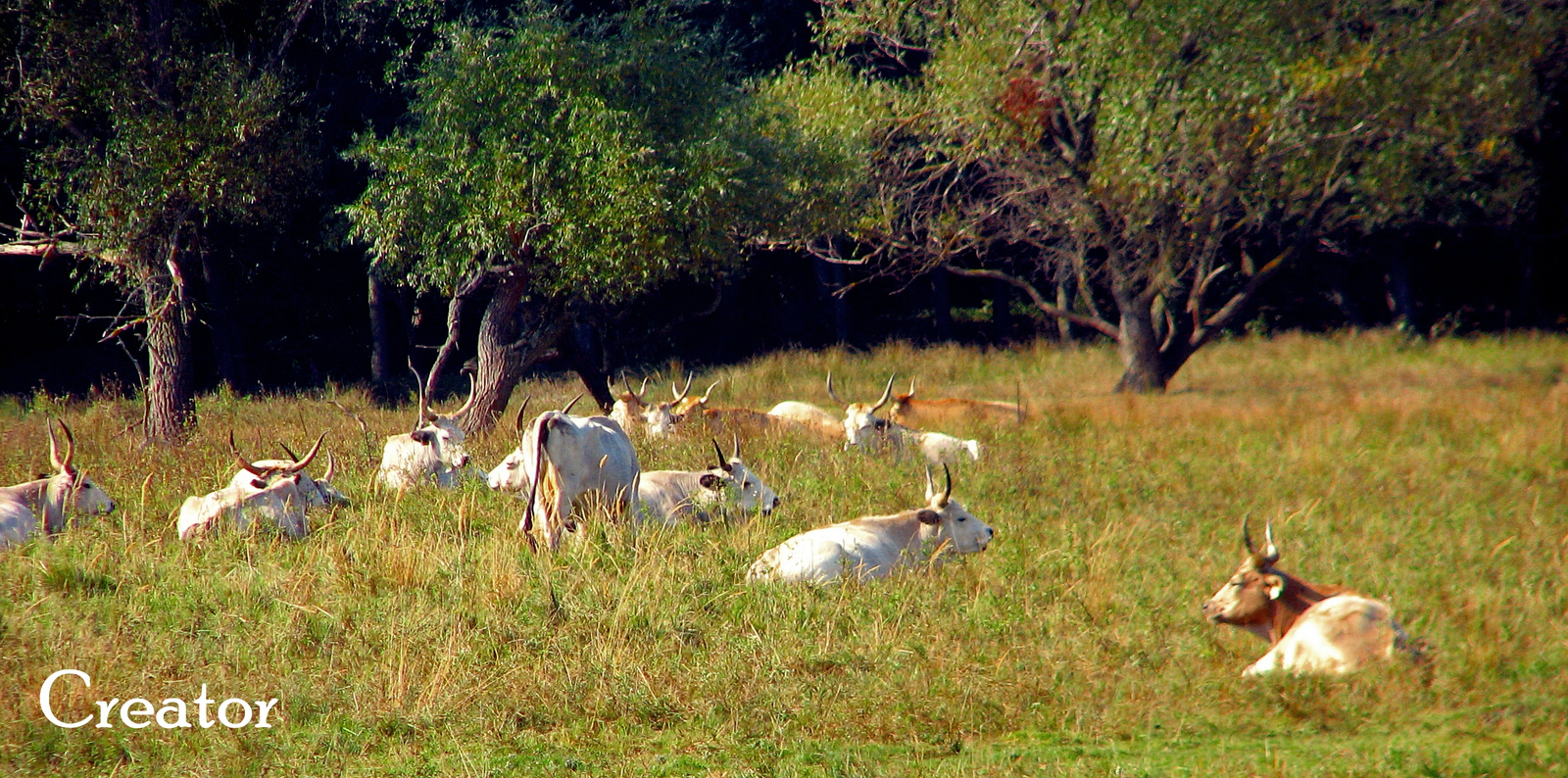 Szürkemarhák/Grey Cattles