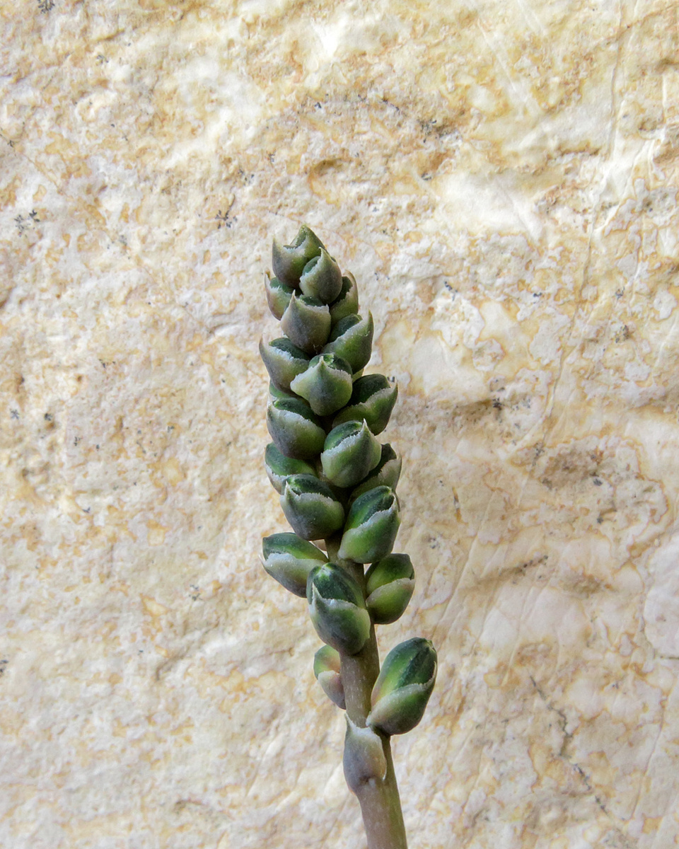 Aloe haworthioides