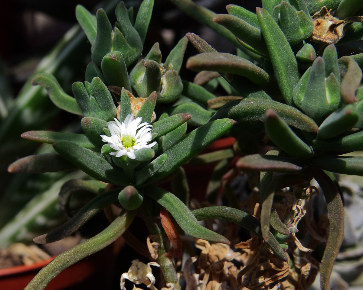 Delosperma bosseranum