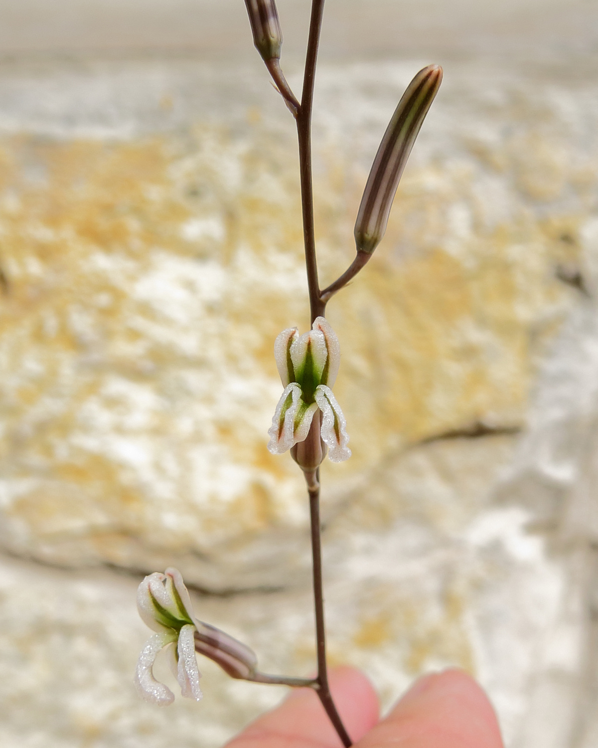 Haworthia viscosa