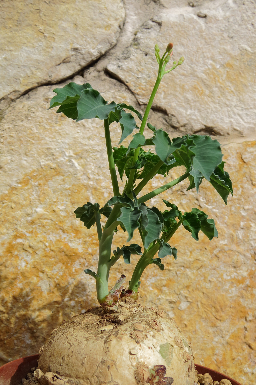 Jatropha berlandieri