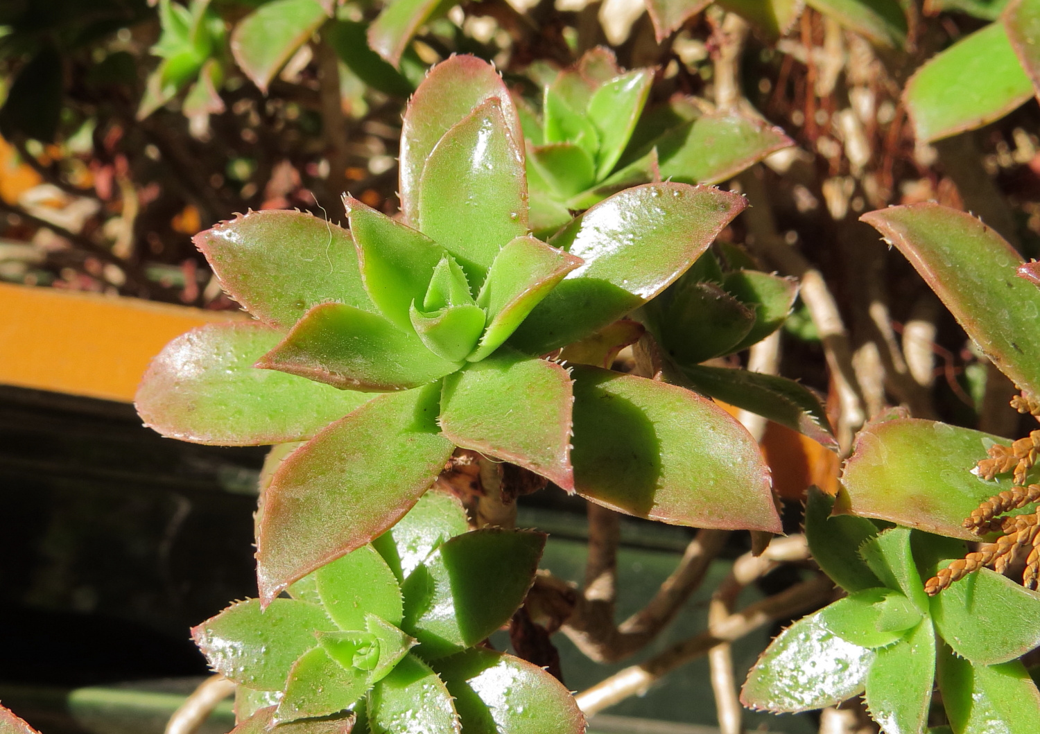 Aeonium ismeretlen-2 (2)