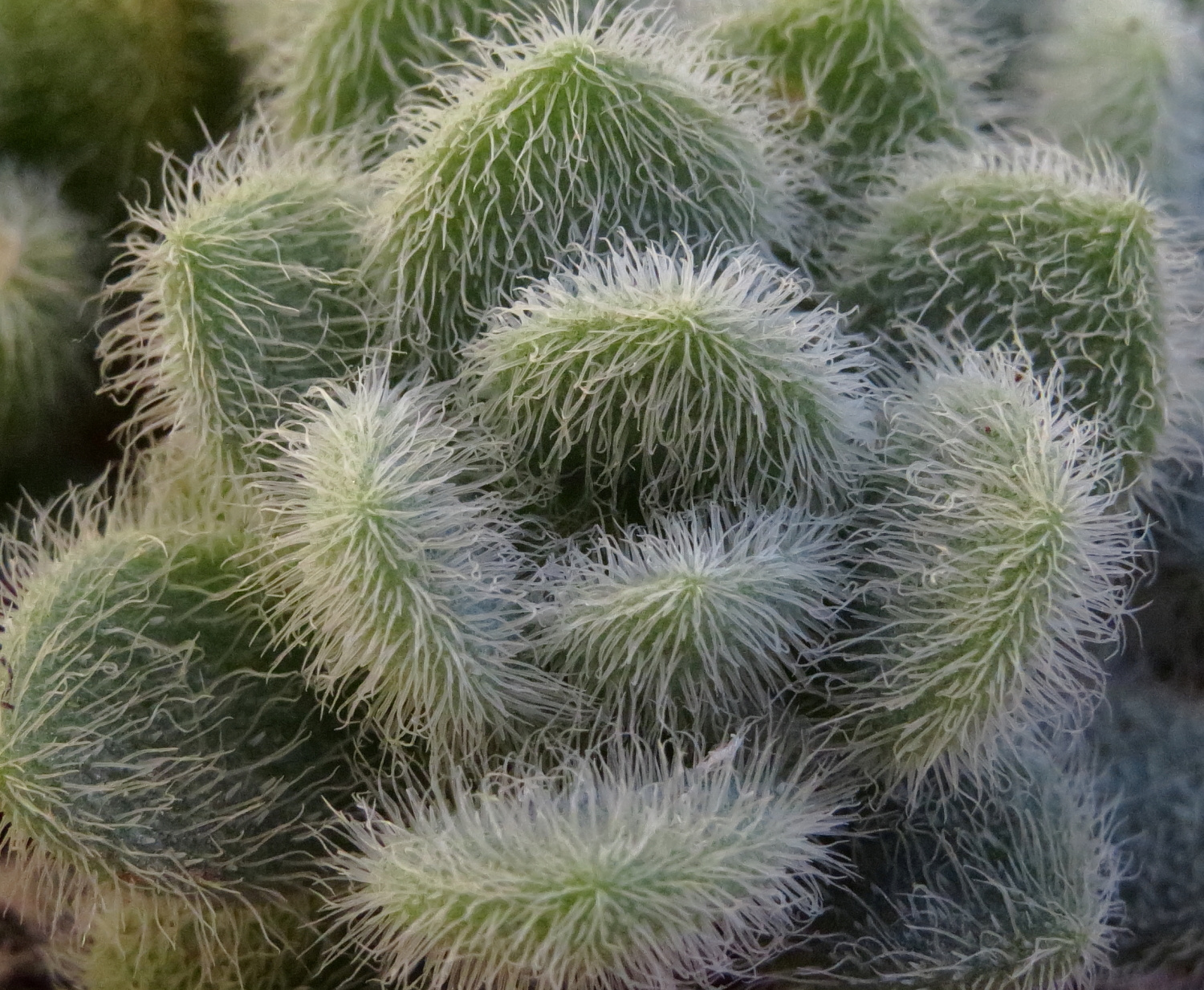 Sedum hintonii