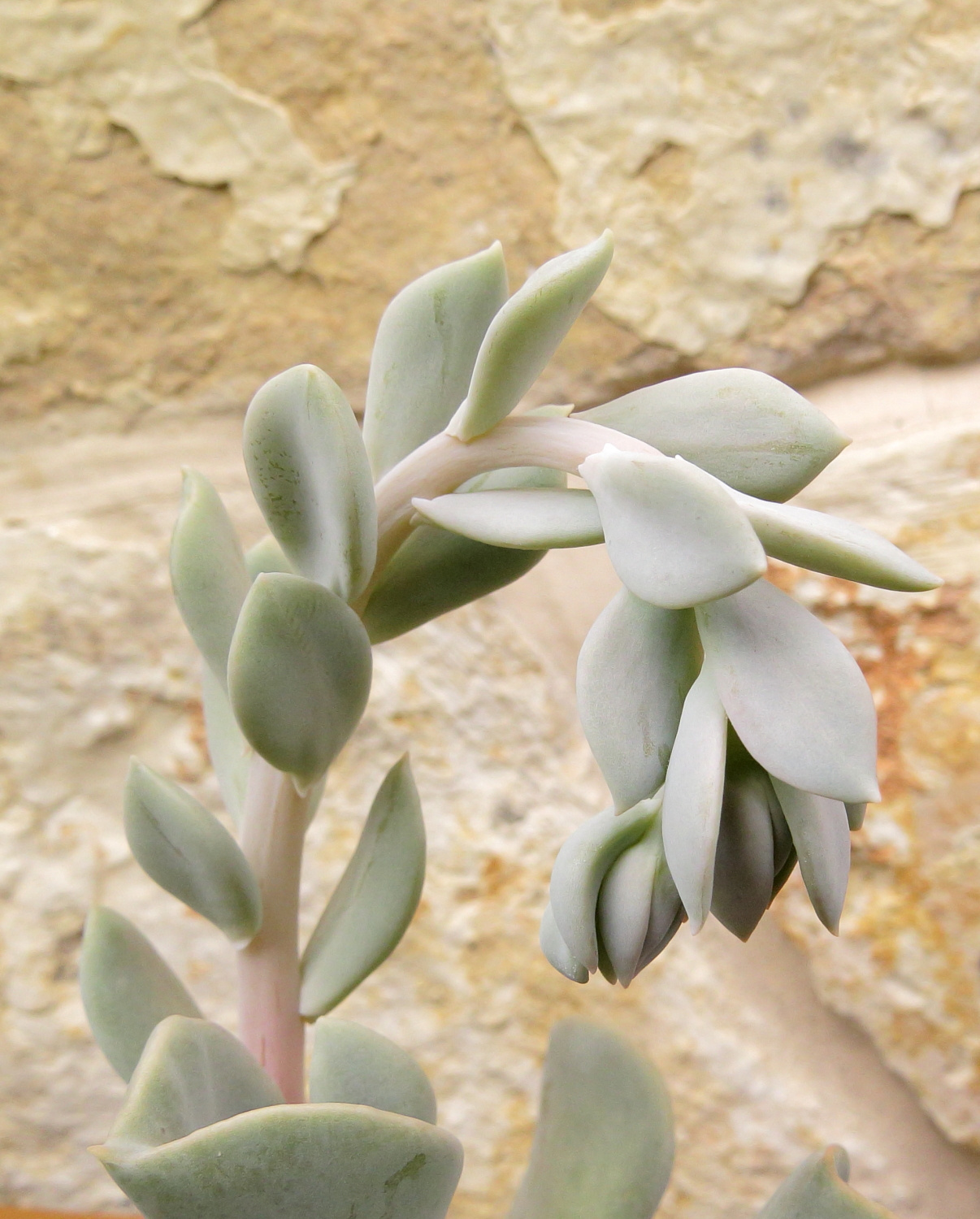 Echeveria runyonii 'Topsy Turvy'