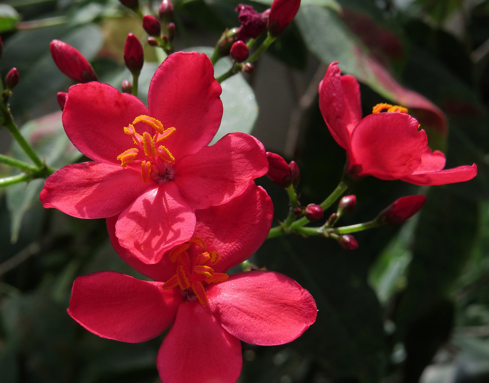 Jatropha integerrima