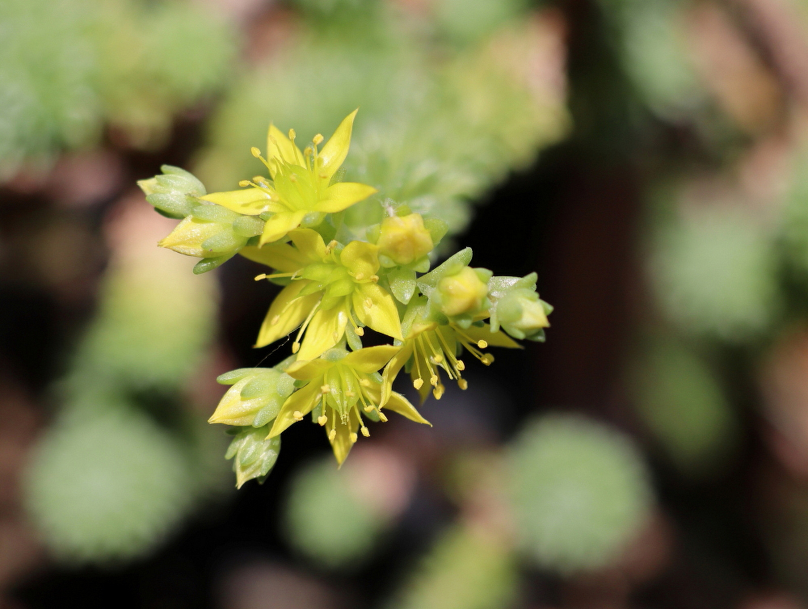 Sedum multiceps