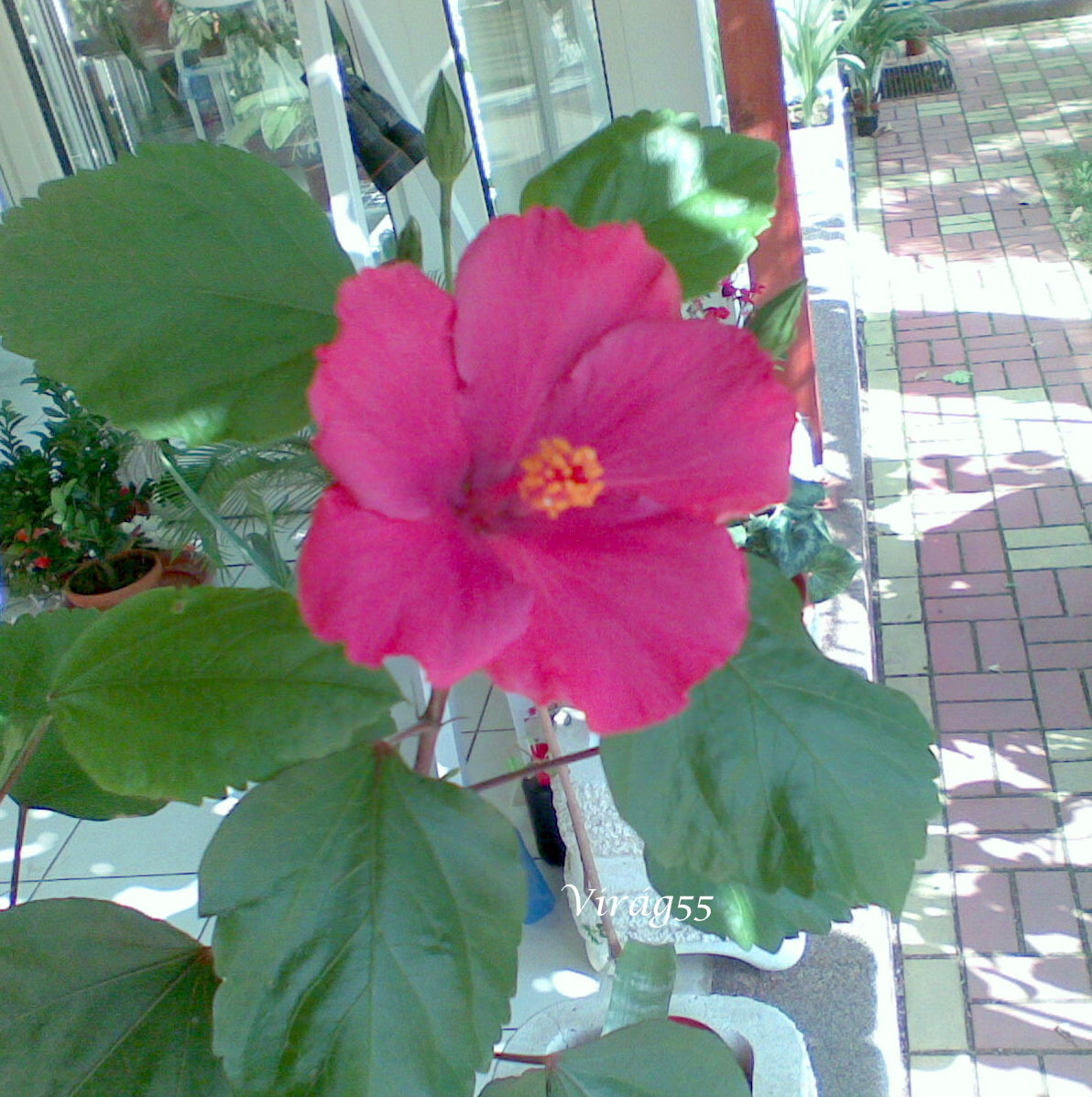 20120924(003) első virág