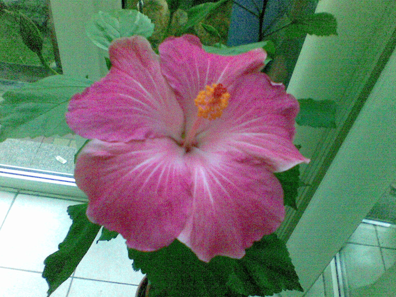 20121001 3.virág