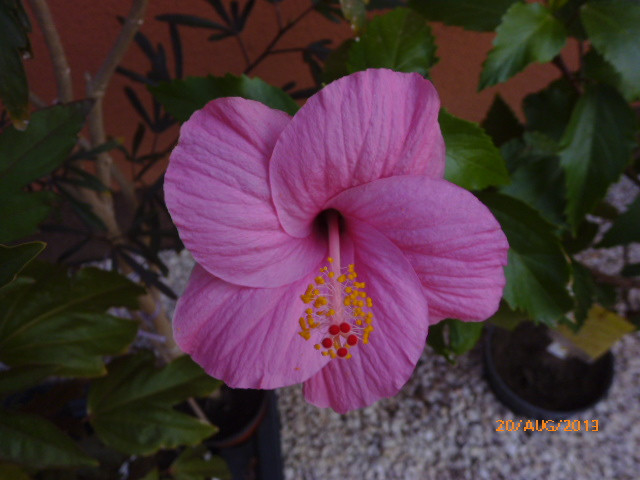 Barbi 4.sz magonc 1.virága