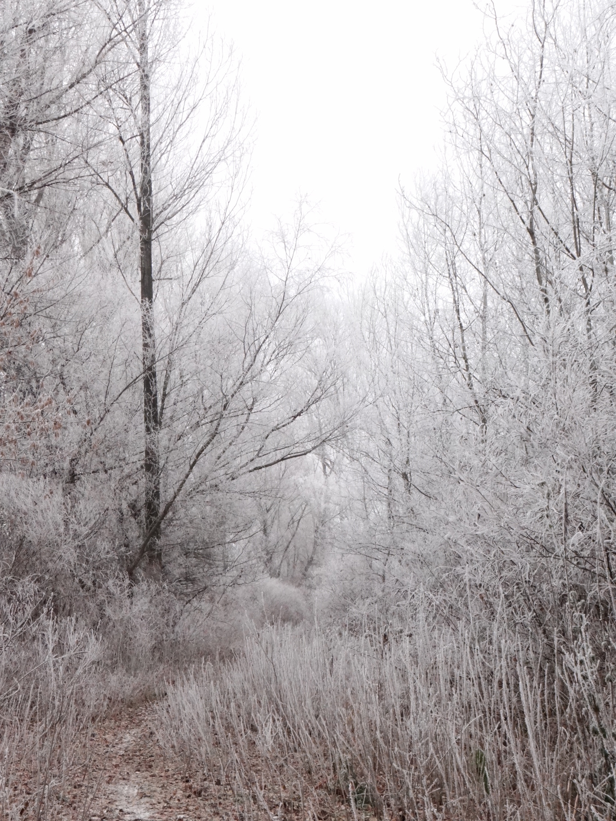 Téli fagyott erdő