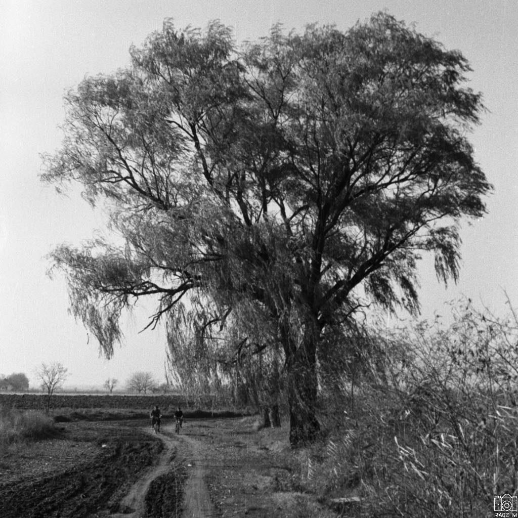az út a tanyára, 1971