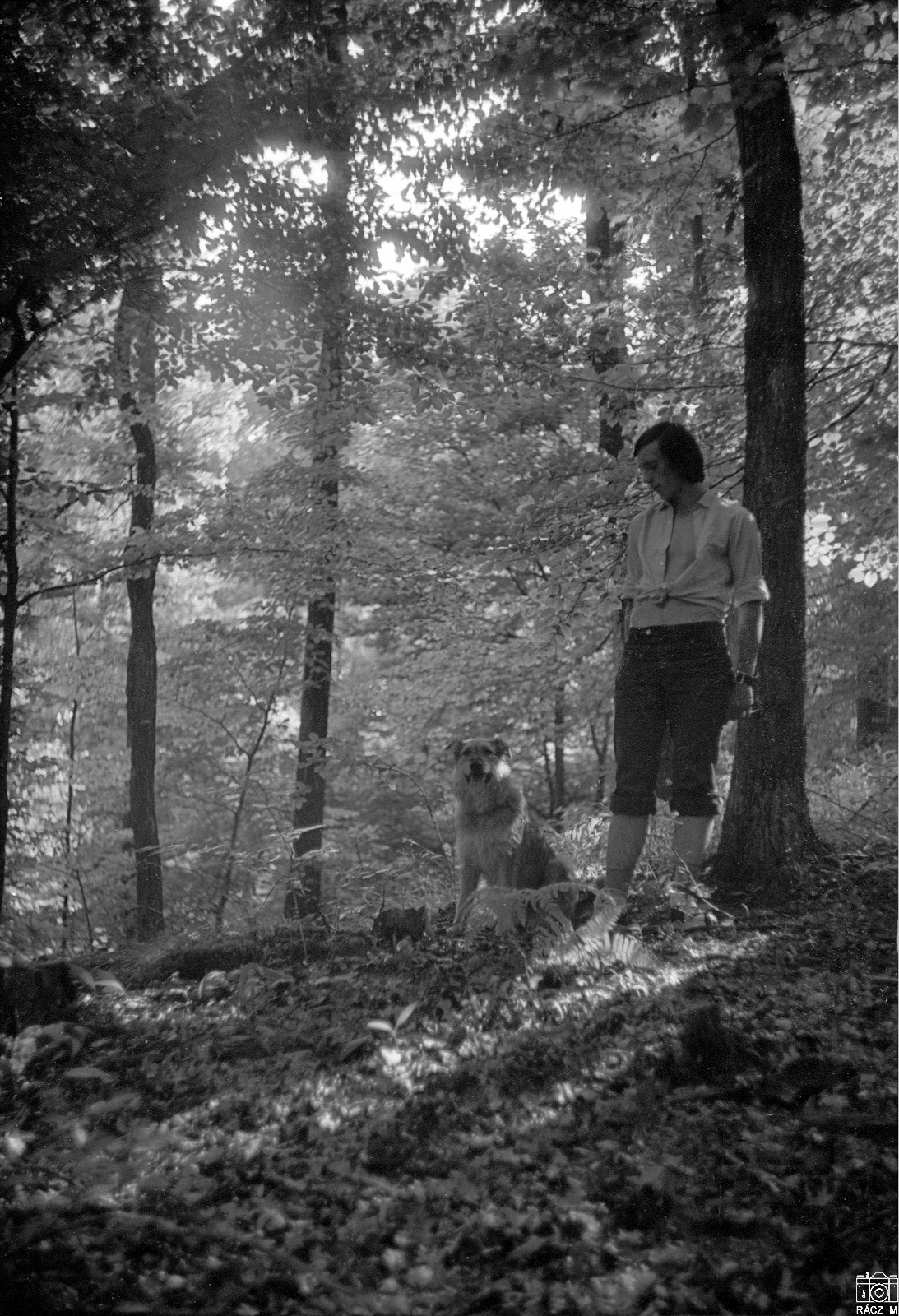 erdőrészlet fiúval és kutyával