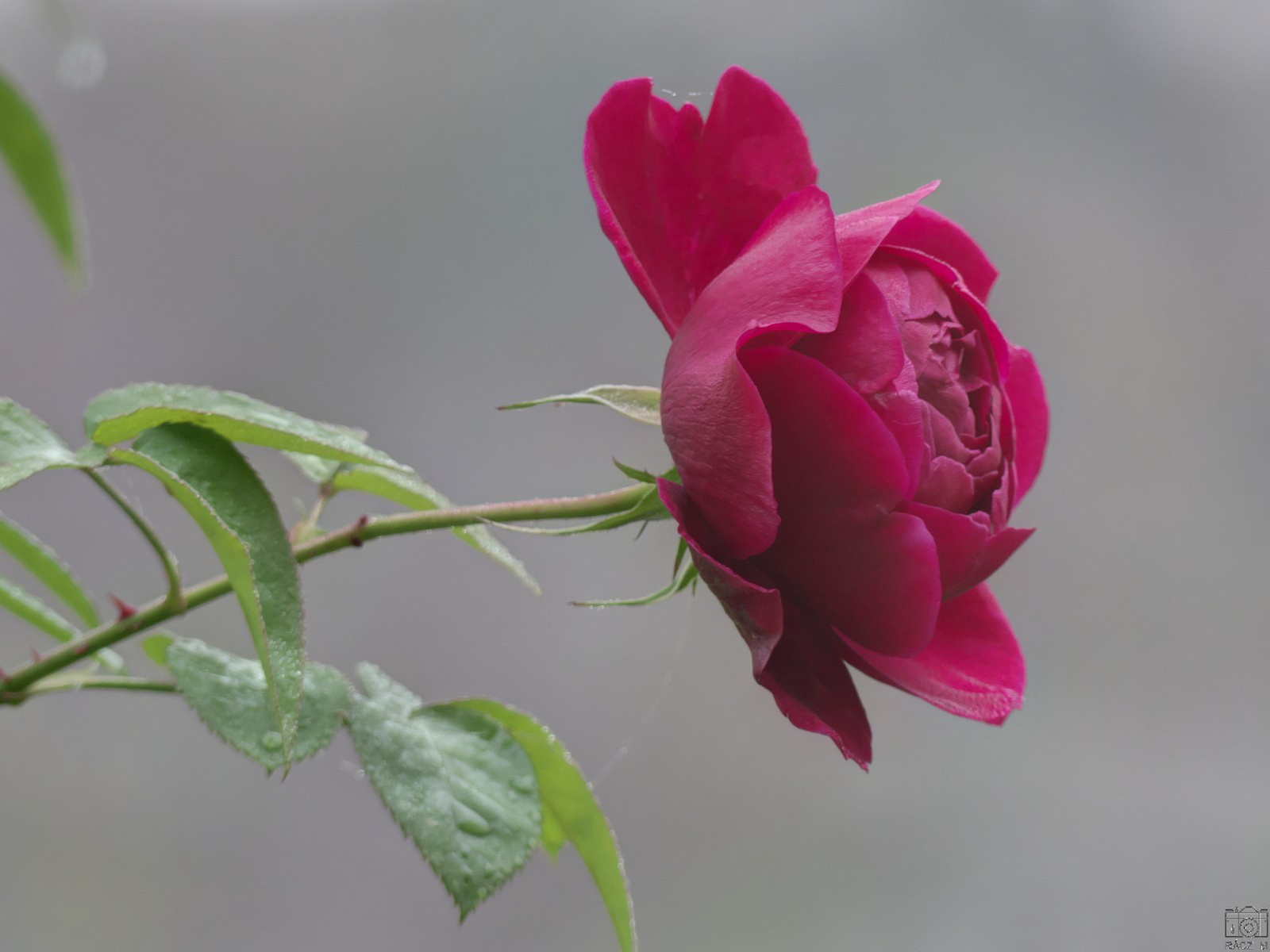 rózsa, ködben