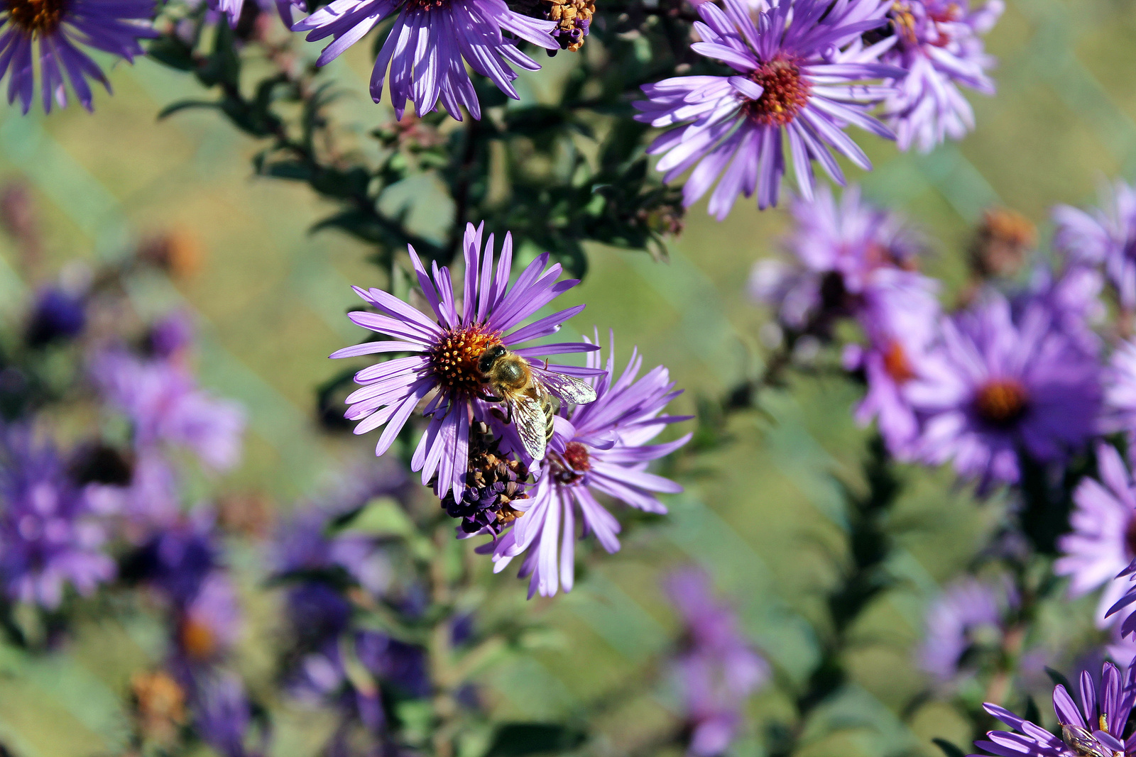 Bee and flower