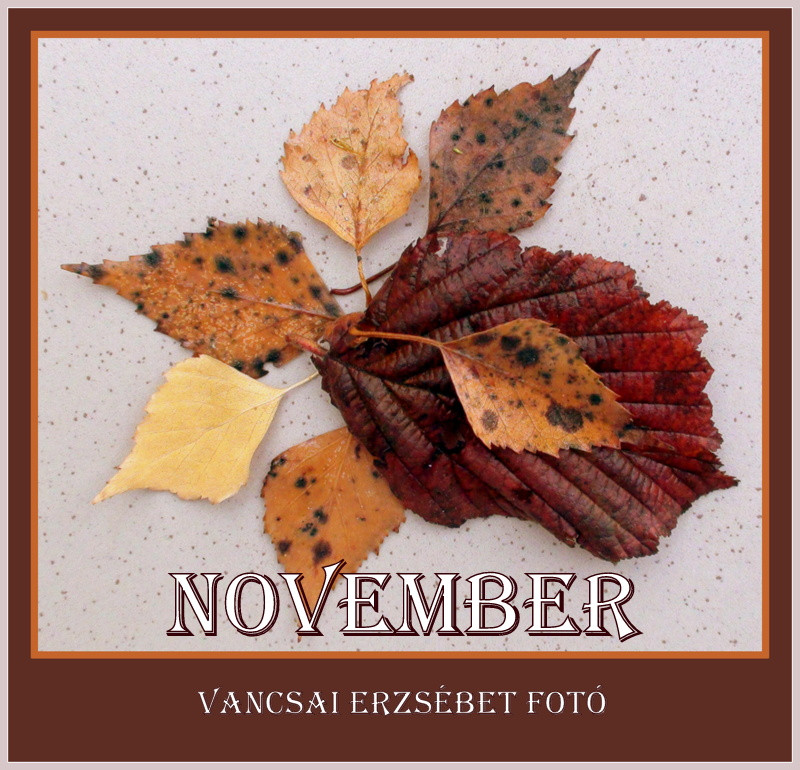 NOVEMBER (9)