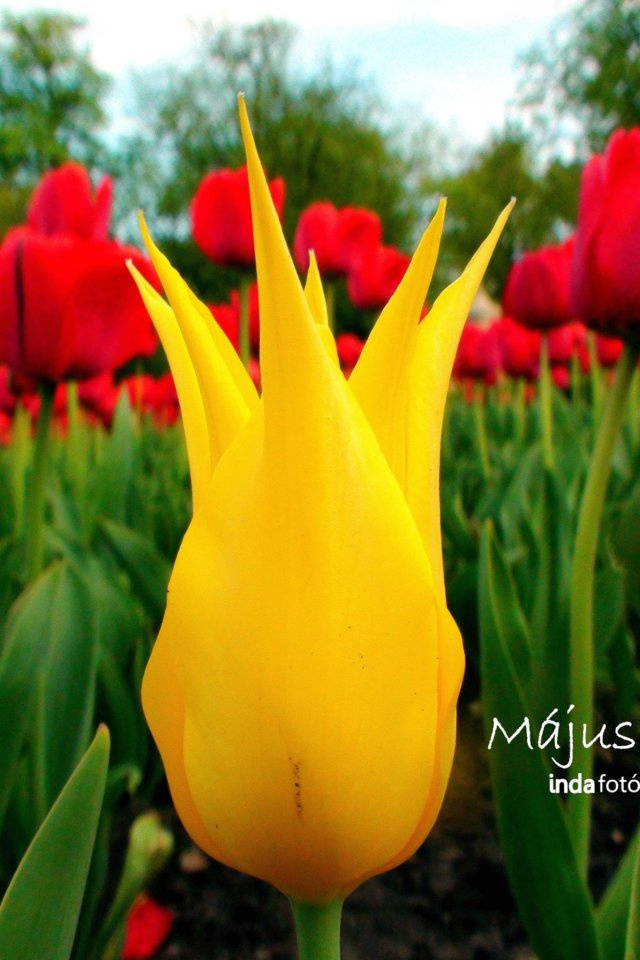 tel-tulip