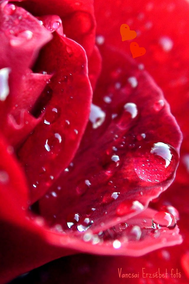 cseppes rózsa szívecskékkel