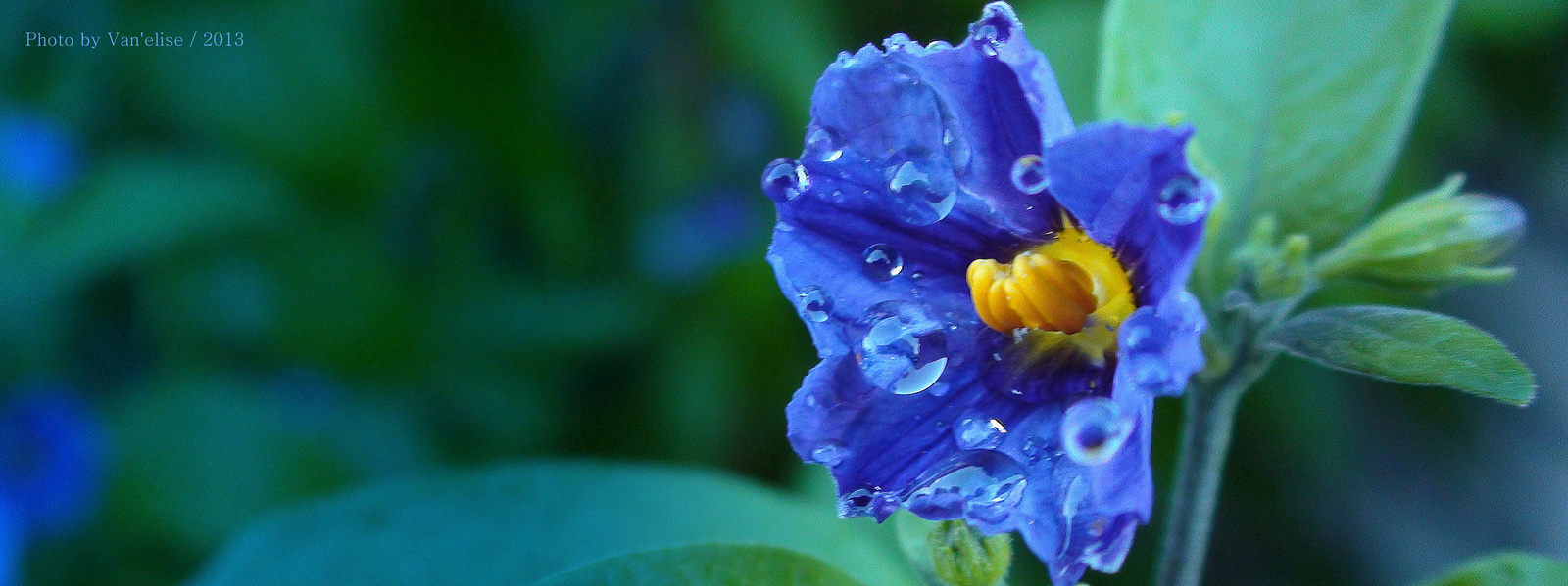 Encián Bokor virága - ( Lycianthes rantonnetii ) 1-2 cm