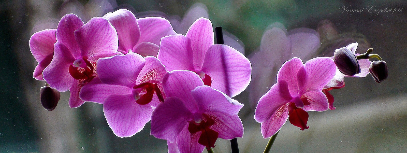 Facebook Orchidea