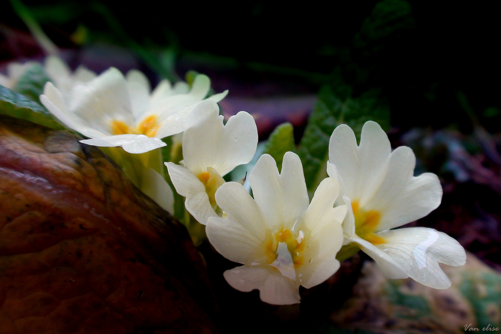 Szártalan kankalin ( Primula vulgaris ) januárban
