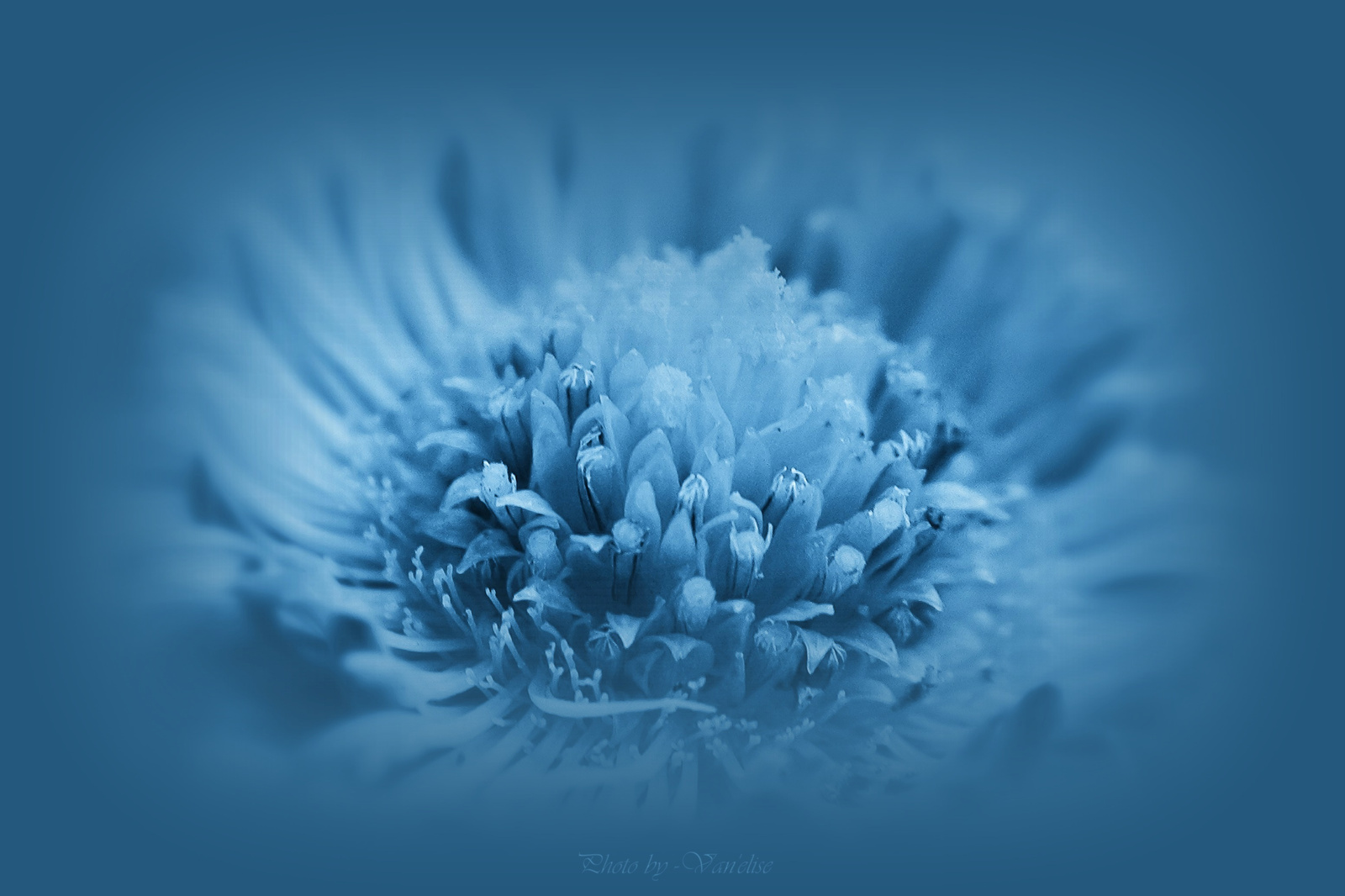 Az álmok kék virága - Van'elise