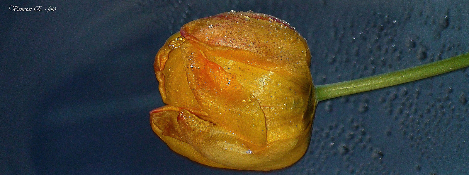 Gyöngyös sárga tulipán