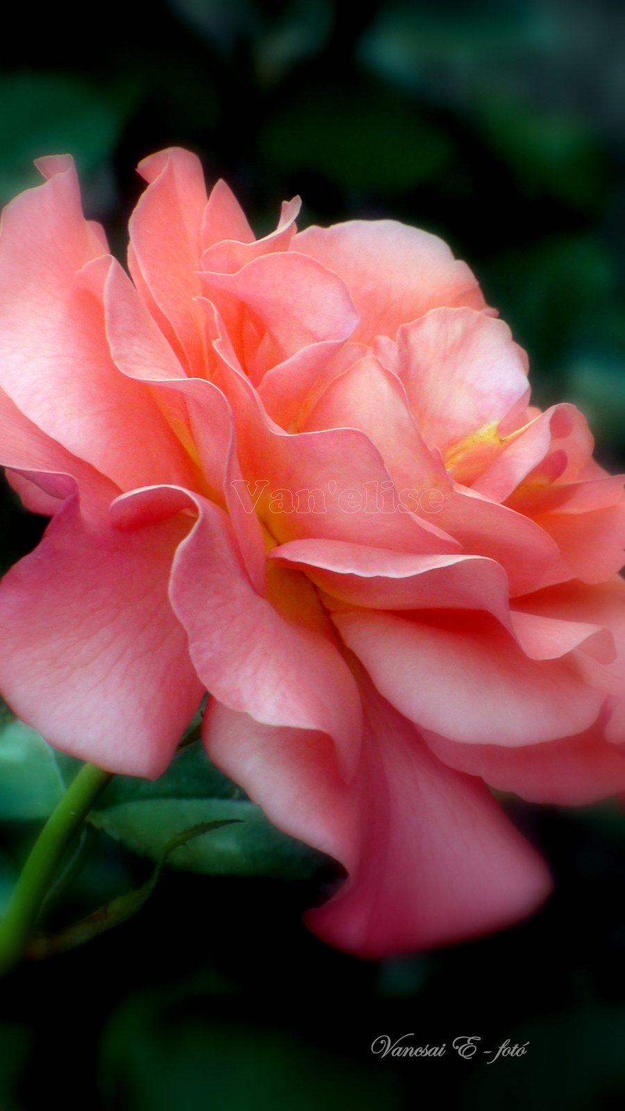 Naranszínű rózsa