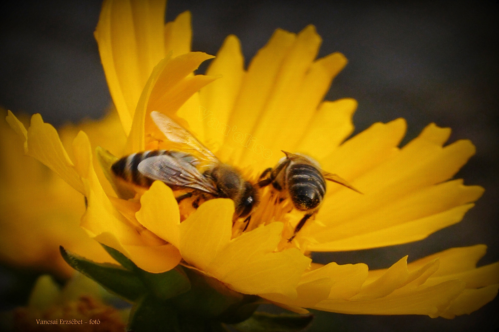 Szorgoskodó méhpáros a Menyecskeszem virágában.